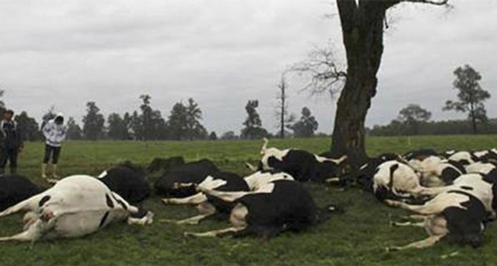 Şili'de düşen yıldırım 60 ineği telef etti