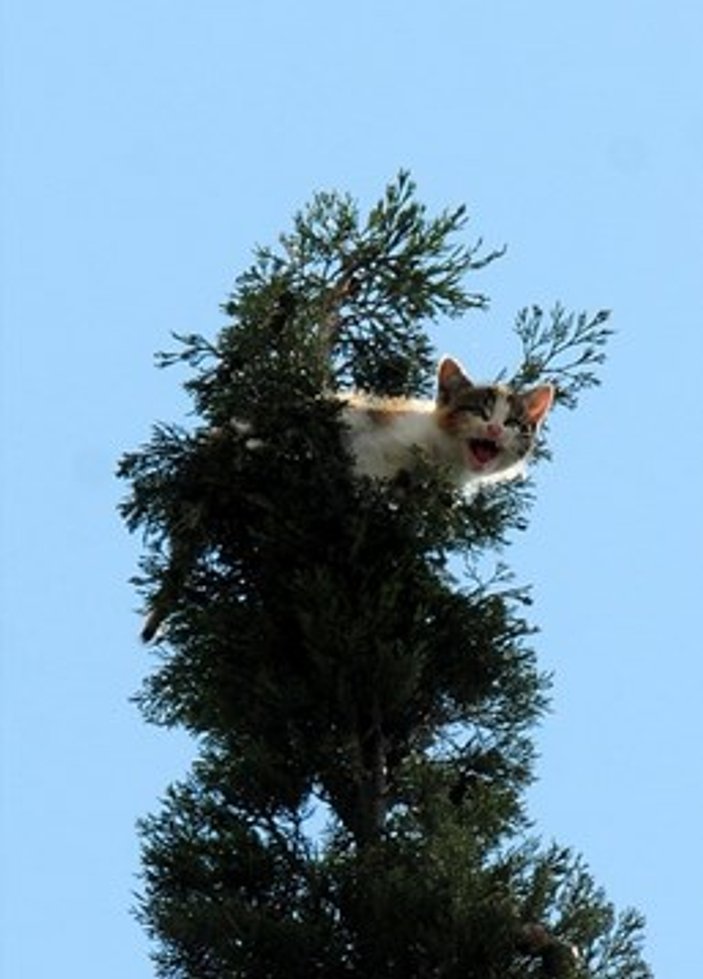 Adana'da ağaçta kalan kediye kurtarma operasyonu