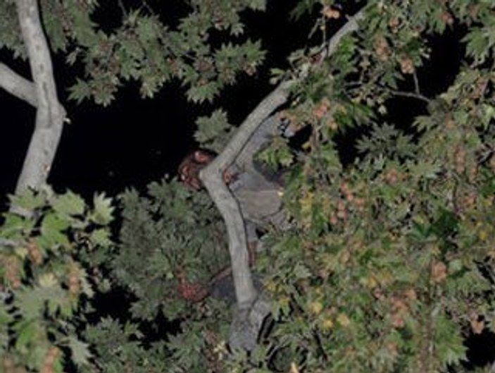 Trafik cezasına kızan sürücü ağaca çıktı