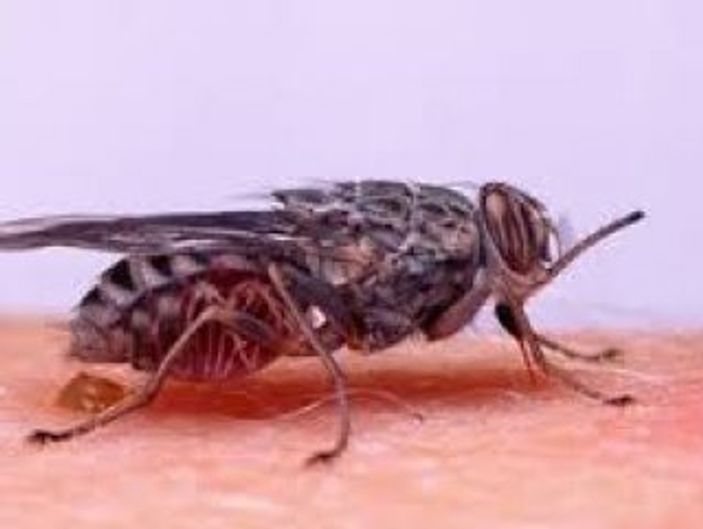 Çeçe sineğinin sırrı çözüldü