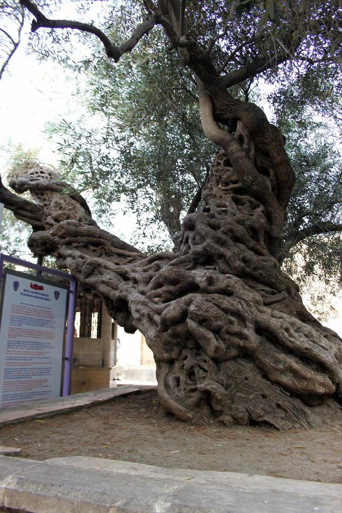 Hatay'daki anıt ağacına zarar verene hapis cezası