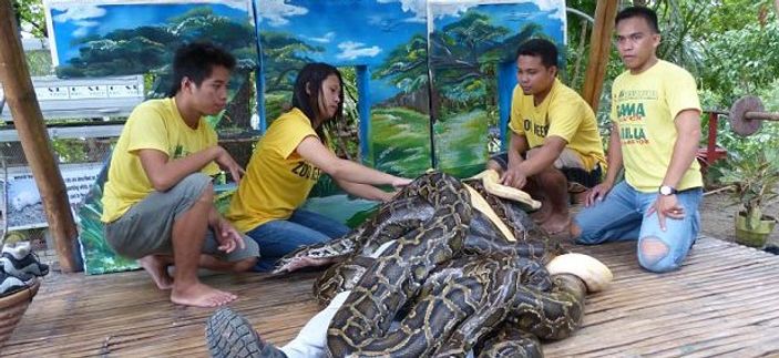 Filipinler'de dev pitonlarla spa masajı yapılıyor İZLE