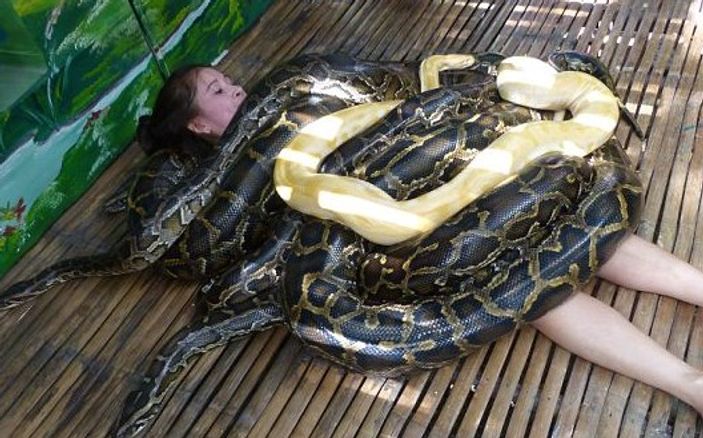 Filipinler'de dev pitonlarla spa masajı yapılıyor İZLE