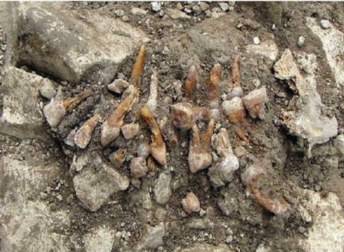 Fransa'daki kazılarda insanoğlunun ilk takma dişi bulundu
