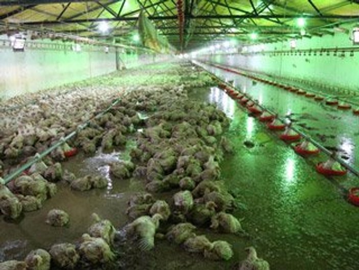 Bolu'da sel nedeniyle binlerce tavuk telef oldu