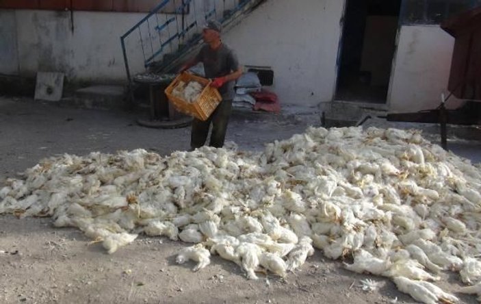 Balıkesir'de 40 bin tavuk telef oldu