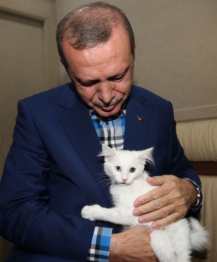 Başbakan Erdoğan Van kedisi sevdi