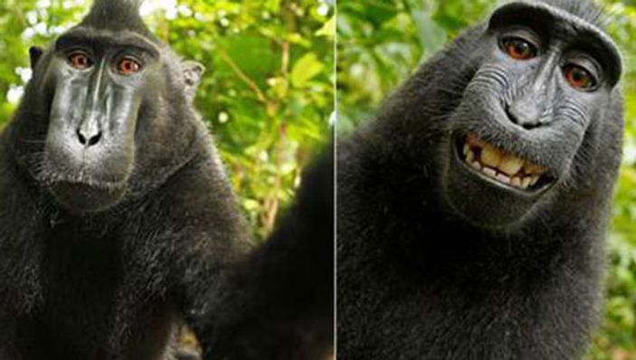 Maymun'un çektiği selfie ortalığı karıştırdı