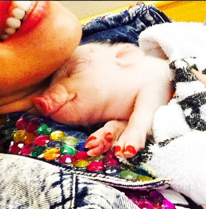Miley Cyrus yavru domuz besliyor