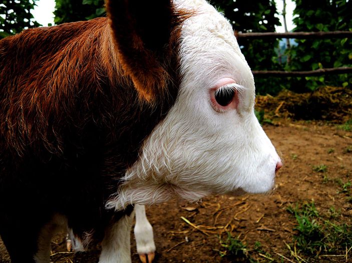 Hayvan sevgisinde son nokta İZLE