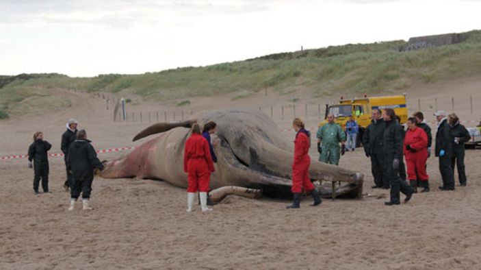 17 metrelik dev balina görenleri şaşırttı