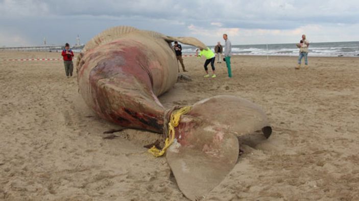 17 metrelik dev balina görenleri şaşırttı