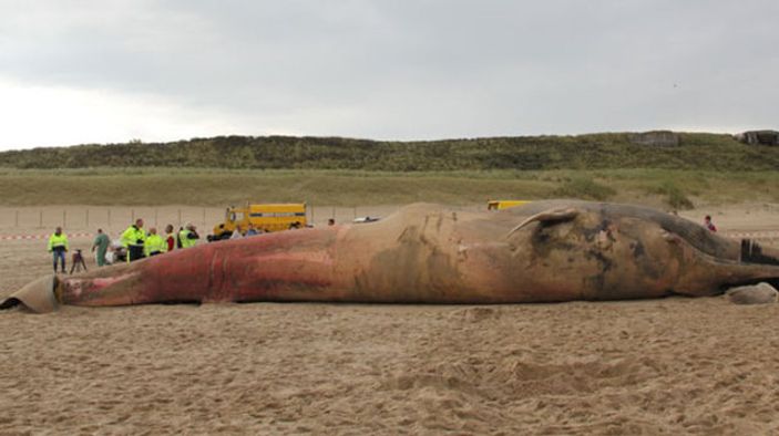 17 metrelik dev balina görenleri şaşırttı