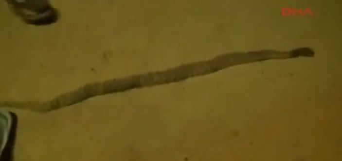 Çocuğu ısıran yılanı da hastaneye getirdiler