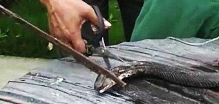 Çinli aşçı yılan çorbası yaparken hayatını kaybetti