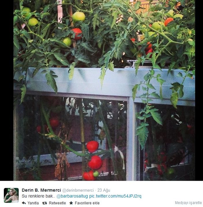 Organik Derin Mermerci