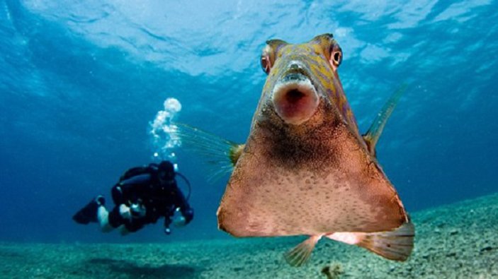 Kızıldeniz'de kamera aşığı bir balık