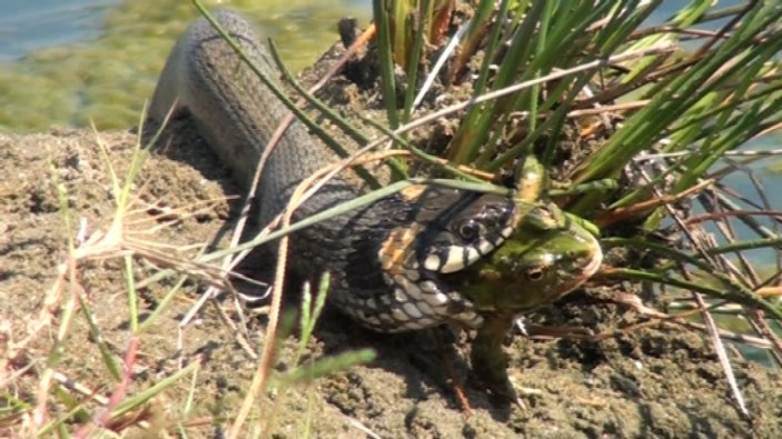 Sinop'ta su yılanı saniyeler içinde kurbağayı yedi İZLE
