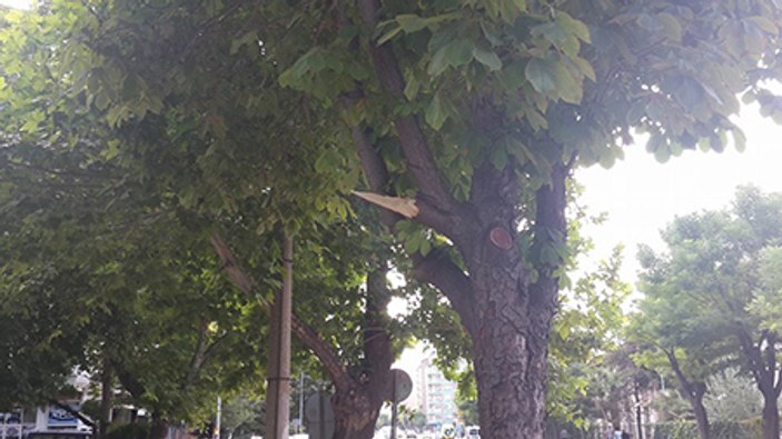 Eskişehir'de belediye 60 yıllık ağacı kesiyordu