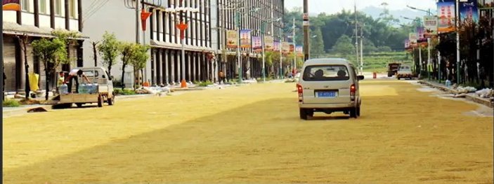 Çin'de asfalt yolda pirinç kuruttular