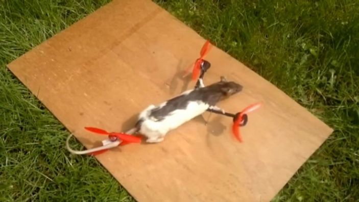 Hollanda'da ölen fareyi uçurdular