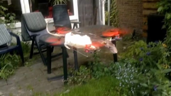 Hollanda'da ölen fareyi uçurdular