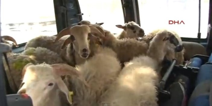 Maltepe'de araba içindeki koyunlarla yolculuk İZLE