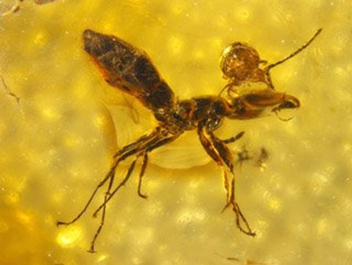karınca fosili