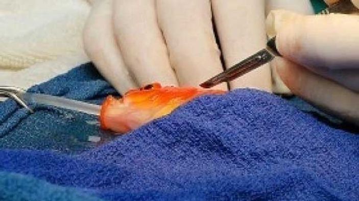 Japon balığına beyin ameliyatı yapıldı