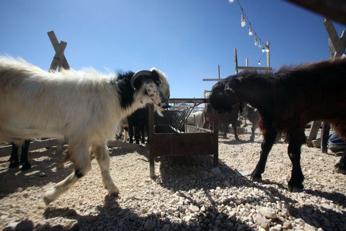 Kurbanlık satış fiyatları açıklandı
