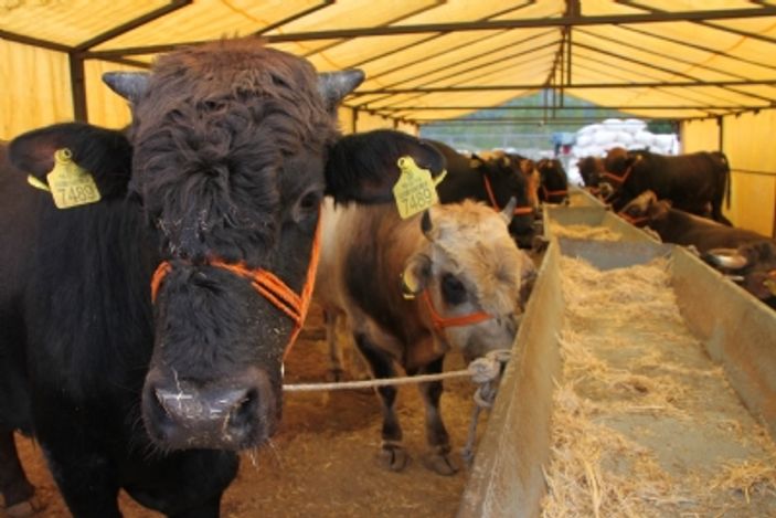 Kurban bayramında 2,5 milyon küçükbaş hayvan kesilecek