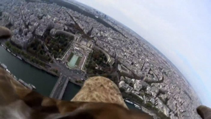 Sırtına kamera bağlanan kartal Paris'te şehir turu attı