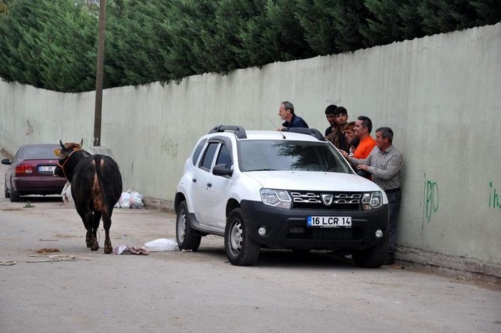Bursa'da kaçan boğa 3 kişiyi yaraladı