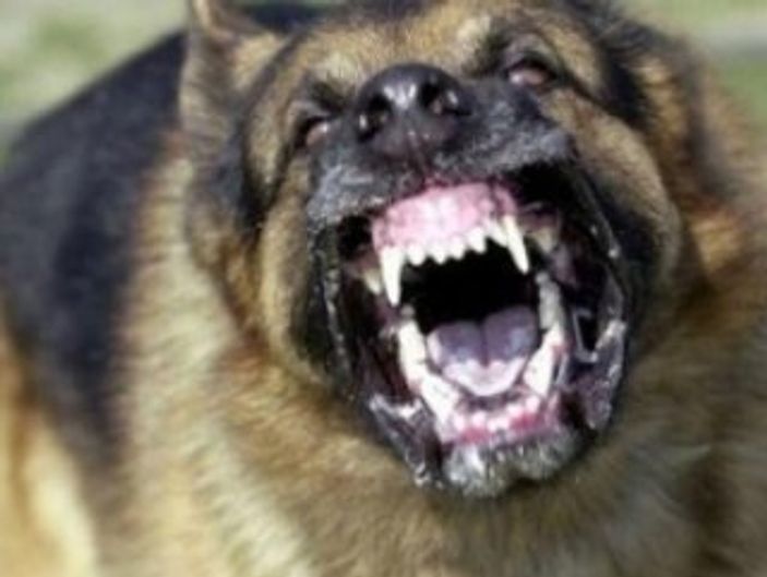 Köpeklere sakatat yedirmeyin