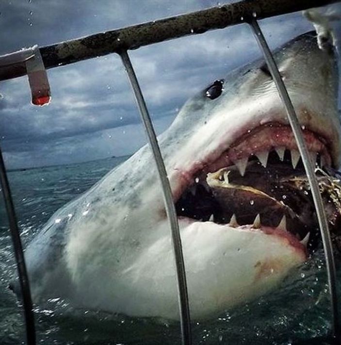 Dünyanın en vahşi köpekbalığını görüntüledi