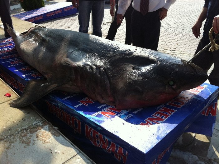 Marmara'da dev bir köpek balığı yakalandı İZLE