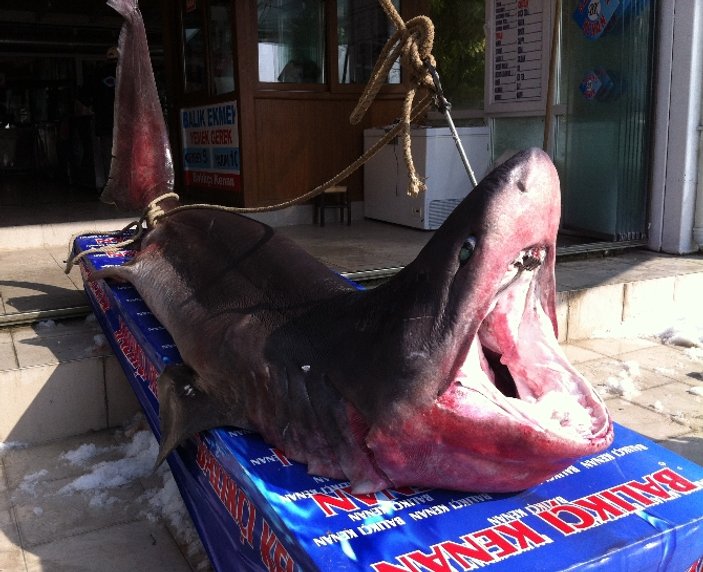 Marmara'da dev bir köpek balığı yakalandı İZLE