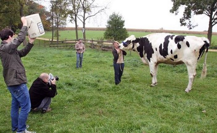 ABD'de bir inek Guinness Rekorlar Kitabı'na girdi