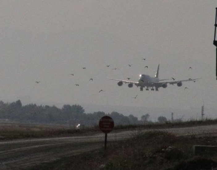 Atatürk Havalimanı'nda ölü kuş paniği