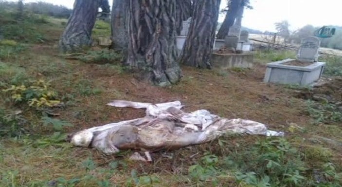 Kastamonu'da bir ayı mezarlıktan çıkardığı cesedi yedi
