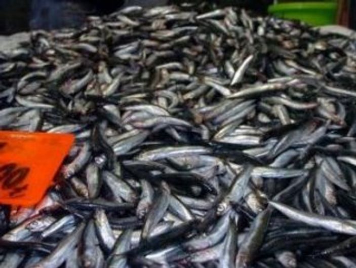 Hamsi ihracatında hızlı başlangıç