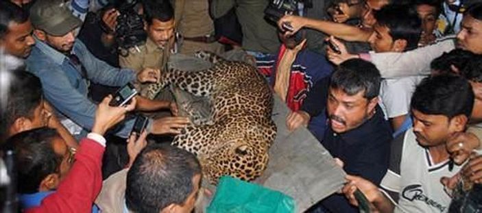 Leopar bir kişinin kafa derisini uçurdu
