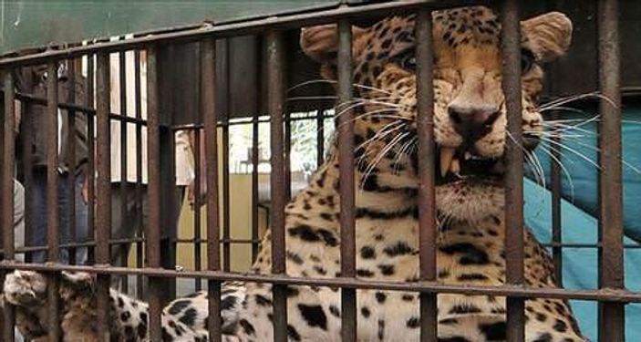 Leopar bir kişinin kafa derisini uçurdu