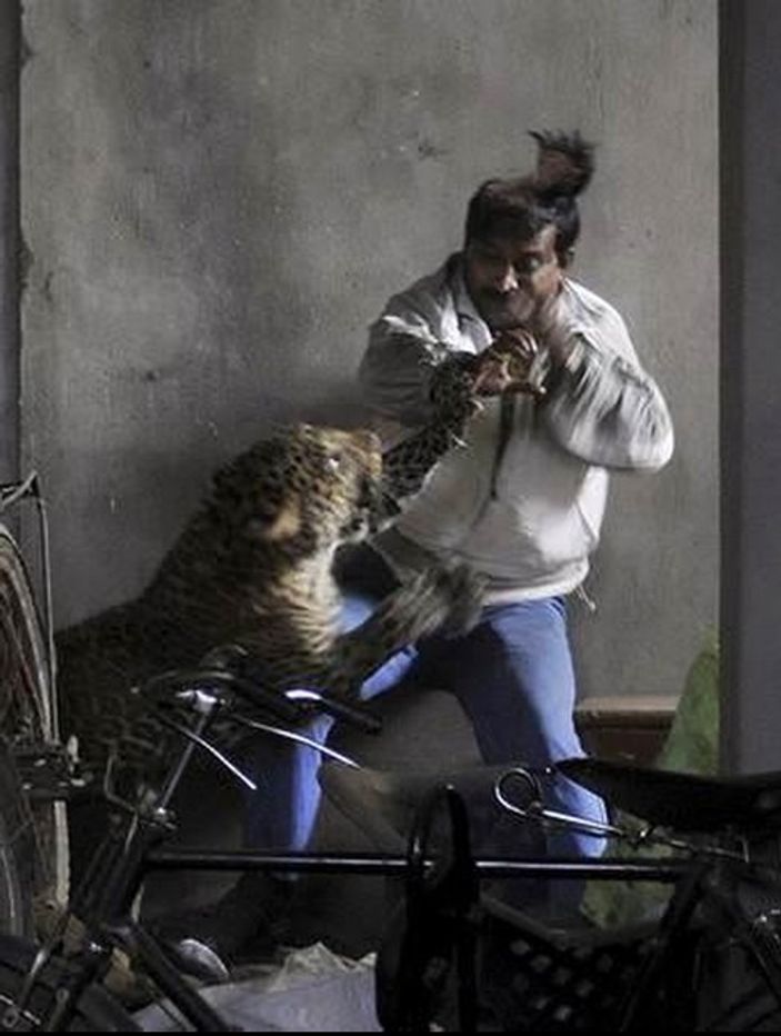 Leopar bir kişinin kafa derisini uçurdu