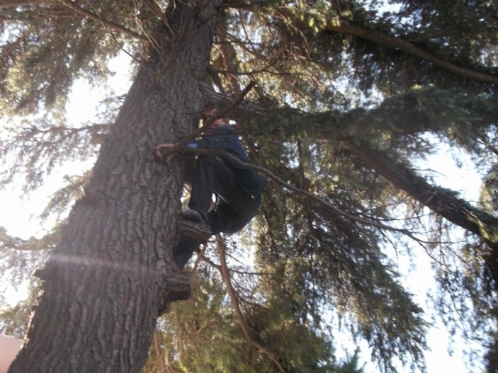 Organının çalındığını iddia eden Trabzonlu ağaca tırmandı