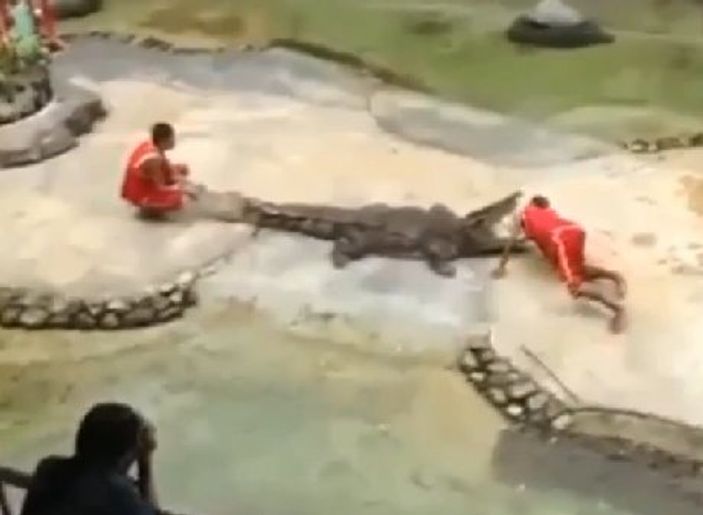 Timsah eğiticisinin yüzünü parçaladı İZLE