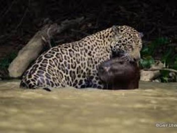 jaguar