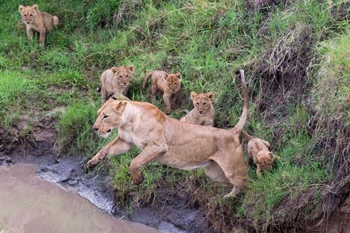 Anne aslandan yavrularına hayatta kalma dersi