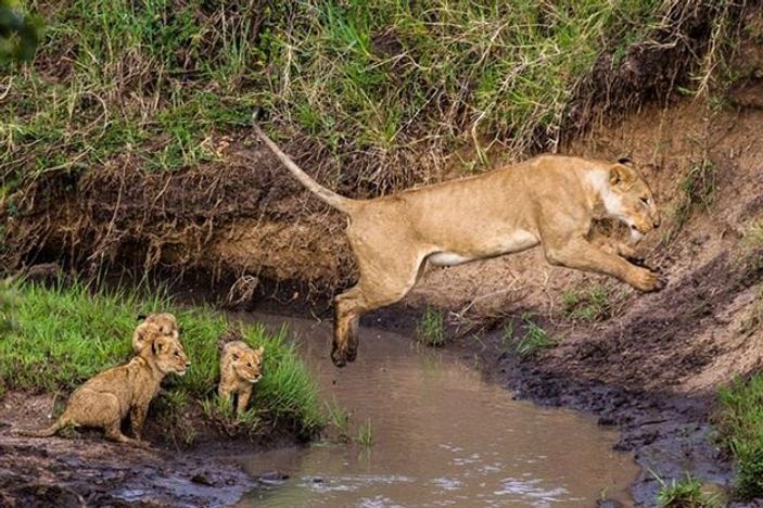 Anne aslandan yavrularına hayatta kalma dersi
