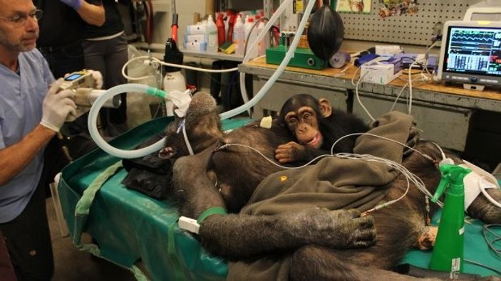 Bebek şempanze ameliyat olan annesinden ayrılamadı